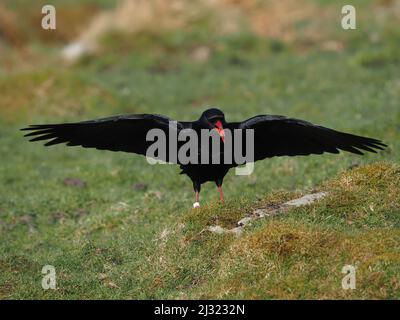 Die großen Herden, die Mitte März zu sehen waren, waren bis zum Monatsende verschwunden, als sich die Vögel paarten und begannen, sich auf die Brutzeit vorzubereiten. Stockfoto