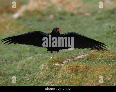 Die großen Herden, die Mitte März zu sehen waren, waren bis zum Monatsende verschwunden, als sich die Vögel paarten und begannen, sich auf die Brutzeit vorzubereiten. Stockfoto