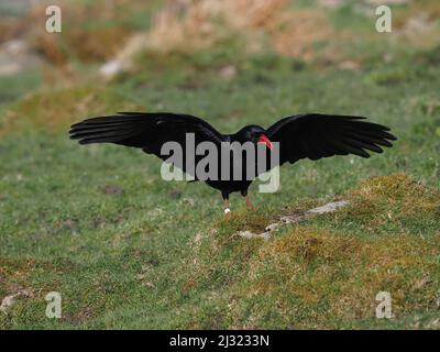 Die großen Herden, die Mitte März zu sehen waren, waren bis zum Monatsende verschwunden, als sich die Vögel paarten und begannen, sich auf die Brutzeit vorzubereiten. Stockfoto