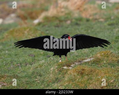 Die großen Herden, die Mitte März zu sehen waren, waren bis zum Monatsende verschwunden, als sich die Vögel paarten und begannen, sich auf die Brutzeit vorzubereiten. Stockfoto