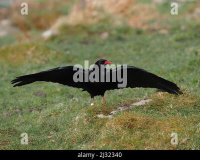 Die großen Herden, die Mitte März zu sehen waren, waren bis zum Monatsende verschwunden, als sich die Vögel paarten und begannen, sich auf die Brutzeit vorzubereiten. Stockfoto