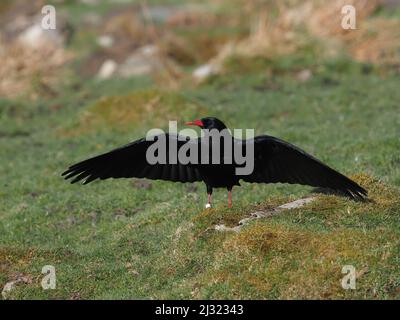 Die großen Herden, die Mitte März zu sehen waren, waren bis zum Monatsende verschwunden, als sich die Vögel paarten und begannen, sich auf die Brutzeit vorzubereiten. Stockfoto