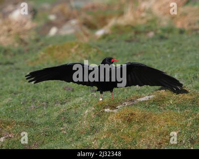 Die großen Herden, die Mitte März zu sehen waren, waren bis zum Monatsende verschwunden, als sich die Vögel paarten und begannen, sich auf die Brutzeit vorzubereiten. Stockfoto