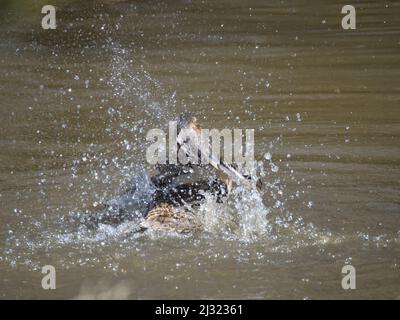 Weibliche Ente, die an einem sonnigen Nachmittag in braunem Wasser in einem Ententeich plantschte, frierte Moment einer Ente, die wild Wasser spritzte Stockfoto