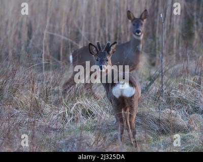 Rehe sind auf Islay recht häufig mit Moor und Cops, die für Deckung zur Verfügung stehen. Die Böcke haben ein kleines Geweih und das tut keines. Stockfoto