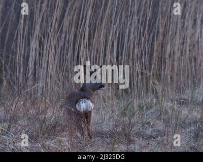 Rehe sind auf Islay recht häufig mit Moor und Cops, die für Deckung zur Verfügung stehen. Die Böcke haben ein kleines Geweih und das tut keines. Stockfoto