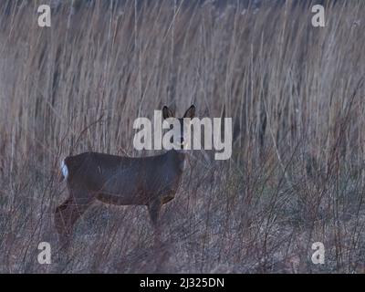 Rehe sind auf Islay recht häufig mit Moor und Cops, die für Deckung zur Verfügung stehen. Die Böcke haben ein kleines Geweih und das tut keines. Stockfoto