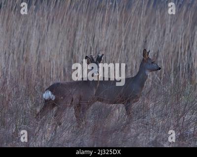 Rehe sind auf Islay recht häufig mit Moor und Cops, die für Deckung zur Verfügung stehen. Die Böcke haben ein kleines Geweih und das tut keines. Stockfoto