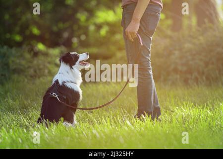 Gehen Sie mit einem jungen Border Collie Hund spazieren Stockfoto
