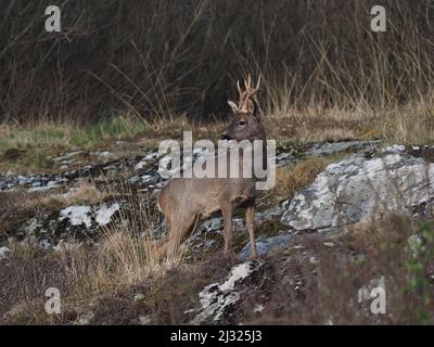 Rehe sind auf Islay recht häufig mit Moor und Cops, die für Deckung zur Verfügung stehen. Die Böcke haben ein kleines Geweih und das tut keines. Stockfoto