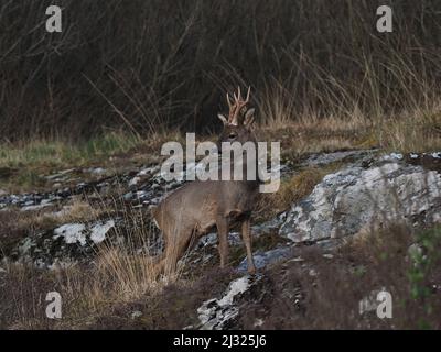 Rehe sind auf Islay recht häufig mit Moor und Cops, die für Deckung zur Verfügung stehen. Die Böcke haben ein kleines Geweih und das tut keines. Stockfoto