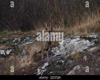 Rehe sind auf Islay recht häufig mit Moor und Cops, die für Deckung zur Verfügung stehen. Die Böcke haben ein kleines Geweih und das tut keines. Stockfoto