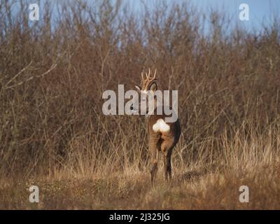 Rehe sind auf Islay recht häufig mit Moor und Cops, die für Deckung zur Verfügung stehen. Die Böcke haben ein kleines Geweih und das tut keines. Stockfoto