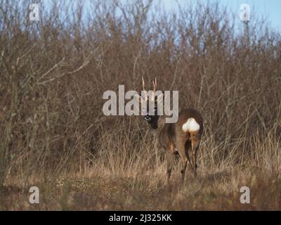 Rehe sind auf Islay recht häufig mit Moor und Cops, die für Deckung zur Verfügung stehen. Die Böcke haben ein kleines Geweih und das tut keines. Stockfoto