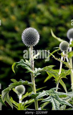 Spiky Not Yet Blauer Kugeldistel (Echinops bannaticus) wird in Holker Hall & Gardens, Lake District, Cumbria, England, Großbritannien, angebaut Stockfoto