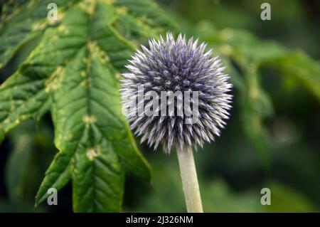 Single Spiky Not Yet Blue Globe-Distel (Echinops bannaticus), gezüchtet in Holker Hall & Gardens, Lake District, Cumbria, England, Großbritannien Stockfoto