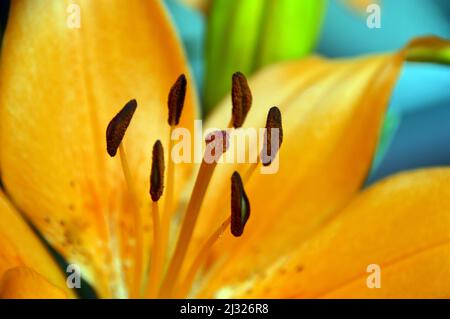 Nahaufnahme der Lilienblüte (Lilium Bulbiferum), die in Holker Hall & Gardens, Lake District, Cumbria, England, Großbritannien, angebaut wird Stockfoto