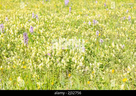Helmorchidee, Orchis militaris. Auf einer Blumenwiese im Europareservat Unterer Inn bei Aigen Stockfoto
