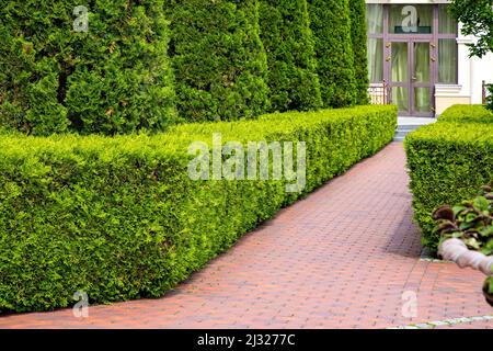 Hinterhof Landschaftsgestaltung mit Fußwegen aus roten Fliesen und immergrünen Hecken aus Busch Thuja und geformten Arborvitae Baum, Weg zum Eingang Glastür auf bauen Stockfoto