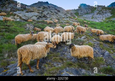 Spanien, Schafe sind auf der Suche nach Gras im Nationalpark Picos de Europa zu essen. Stockfoto