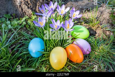 Osterkorb mit Krokussen im Garten Stockfoto