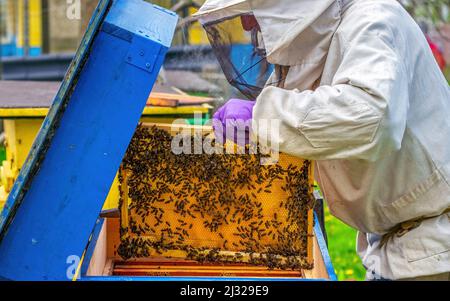 Region Minsk, Weißrussland - 10. Mai 2020: Der alte Imker kontrolliert den Bienenstock in einer Schutzmaske. Untersucht Waben mit Honig und Bienen Stockfoto