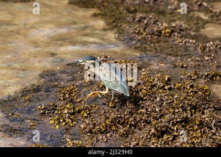 Gestreifte Reiher (Butorides striata) Seychellen Stockfoto