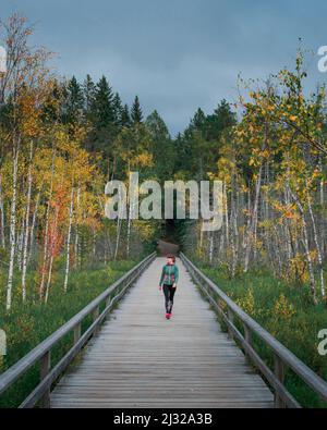 Frau geht auf einer Promenade mit Birken mit Herbstblättern im Nationalpark Tyresta in Schweden Stockfoto