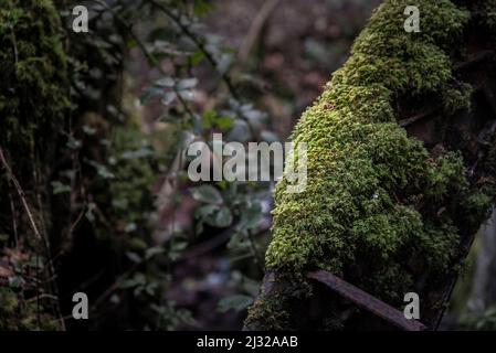 Moos wächst auf einem alten rostigen Metallrad im historischen Naturreservat Kennall Val in Ponsanooth in Cornwall in Großbritannien. Stockfoto