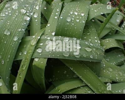 Tau fällt auf das Gras, Olympus TG 4 Kamera, ISO 100, Blende 3,2; 1/250 Sekunden, Stapel 10 Bilder. Stockfoto