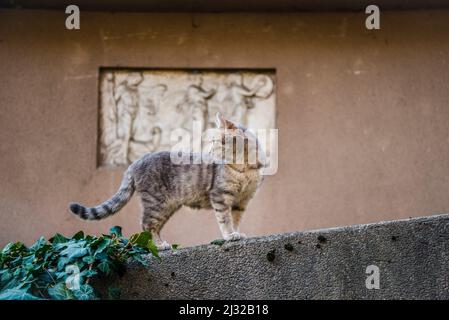 Katze an einer Wand in Rokov perivoj, einem elitären Teil von Zagreb, wo berühmte kroatische Künstler lebten, Zagreb, Kroatien Stockfoto