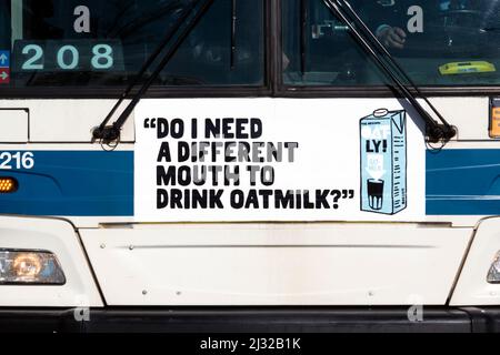 Eine skurrile, witzige, respektlos-skurrile Werbung für Hafermilch auf der Vorderseite eines Busses in Flushing, Queens, New York. Eine von vielen Variationen. Stockfoto