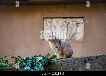 Katze an einer Wand in Rokov perivoj, einem elitären Teil von Zagreb, wo berühmte kroatische Künstler lebten, Zagreb, Kroatien Stockfoto