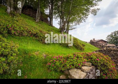 Blick auf das Bergdorf Alpone di Curiglia. Curiglia con Monteviasco, Veddasca Valley, Varese District, Lombardei, Italien. Stockfoto