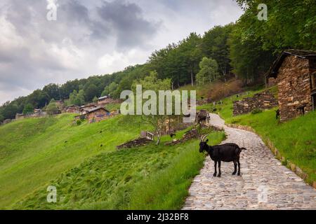 Blick auf das Bergdorf Alpone di Curiglia. Curiglia con Monteviasco, Veddasca Valley, Varese District, Lombardei, Italien. Stockfoto