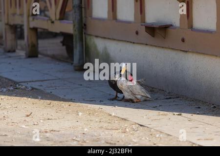 Enten im Hinterhof. Die schwarze Ente hat ihren Kopf auf einer weißen Ente. Stockfoto