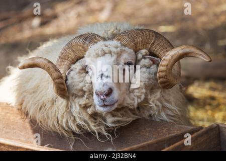 Walachische Schafe haben Hörner und liegen am Futterhäuschen. Stockfoto