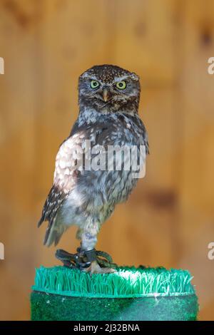 Kleine Eule - Athene noctua Porträt einer kleinen Eule. Die Eule wird durch das Bein in einem Käfig gebunden. Es ist eine Falknerkauz. Stockfoto