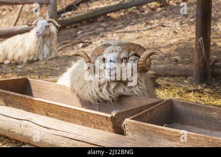 Walachische Schafe haben Hörner und liegen am Futterhäuschen. Stockfoto