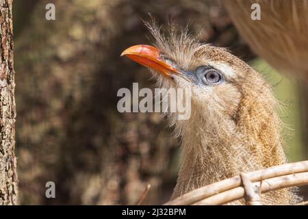 Porträt des Kopfes eines schönen Vogels Seriema rot-billed Stockfoto