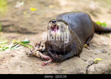 Der kleine Otter - Amblonyx Cinerea - isst Fleisch. Er hat einen offenen Mund, Zähne sind sichtbar und er beißt Fleisch aus Knochen. Stockfoto