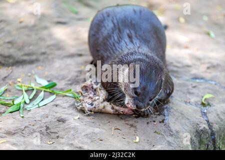 Der kleine Otter - Amblonyx Cinerea - isst Fleisch. Er hat einen offenen Mund, Zähne sind sichtbar und er beißt Fleisch aus Knochen. Stockfoto