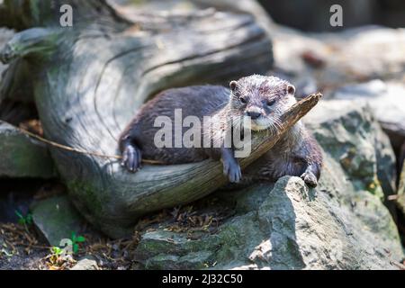 Kleiner Fischotter - Amblonyx Cinerea in seinem natürlichen Lebensraum in der Natur. Der Otter badet im Wasser. Stockfoto