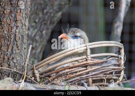 Porträt eines Seriema-Rotschnabel-Vogels, der auf einem Nest sitzt. Der Hintergrund ist schön Bokeh. Stockfoto