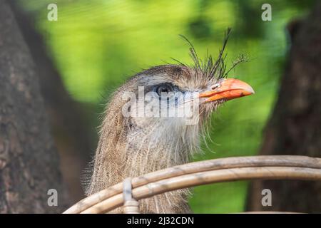 Porträt eines Seriema-Rotschnabel-Vogels, der auf einem Nest sitzt. Der Hintergrund ist schön Bokeh. Stockfoto