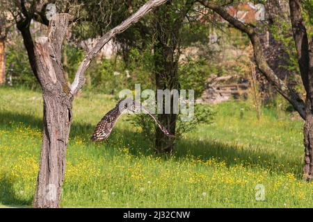 Afrikanische Adlereule - Bubo africanus - Falknerei auf einem grünen Feld bei sonnigem Wetter geführt. Stockfoto