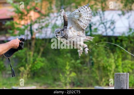 Die Stalleule - Bubo virginianus - falknergeführt fliegt und landet auf der Hand eines Falkiers. Stockfoto