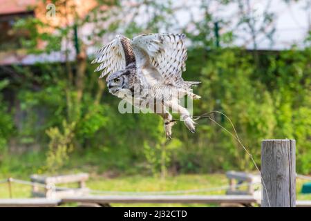 Die Stalleule - Bubo virginianus - Falknerei fliegt in der Luft auf einer grünen Wiese. Stockfoto