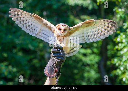 Falkenkauz mit ausgebreiteten Flügeln sitzt auf dem geläuteten Falkner. Hintergrund ist grün Stockfoto