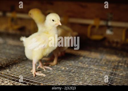 Masthühner in der Voliere vor dem Hintergrund von Geräten zum Trinken und Füttern. Stockfoto